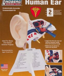 Model plastikowy Lindberg - Ludzkie ucho